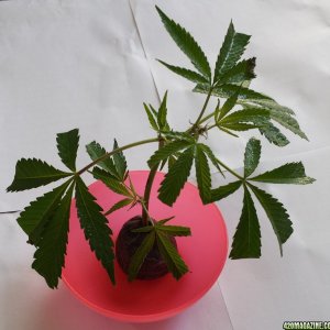 AK-47 clone now in a peat pot