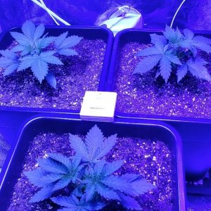 week 3 from seed