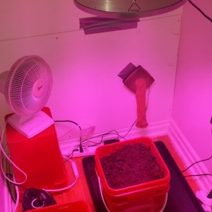 My Grow Closet