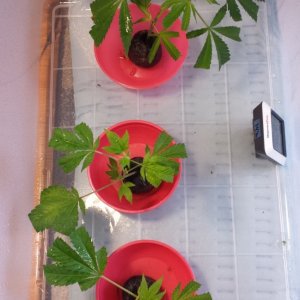 Clones 2.0 day 3