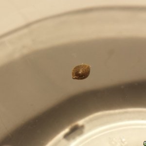 Seed #3 in a bowl of water