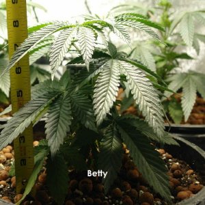 Usul's Grow 2.1 - Day 42, height