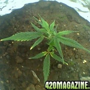 Amnesia Haze (Clone) 12/19/09