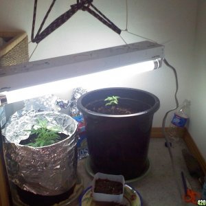 Amnesia Haze (Clone) 1/10/10 Full Closet Pic #2