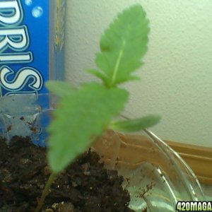 Retard Haze Grow Journal 12/25/09 #2