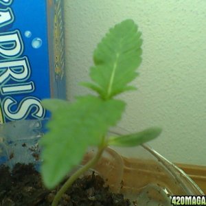 Retard Haze Grow Journal 12/25/09 #3