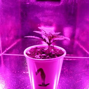 Acapulco Gold Grow