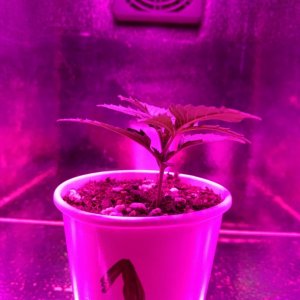 Acapulco Gold Grow