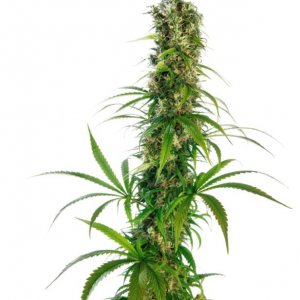 Michka - mostly Sativa cannabisseeds by Sensi Seeds