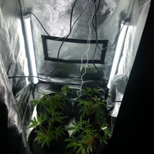 New veg tent