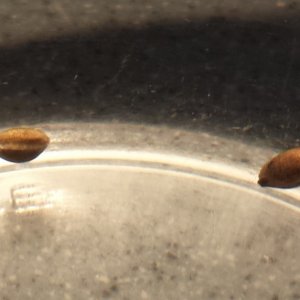 Seeds