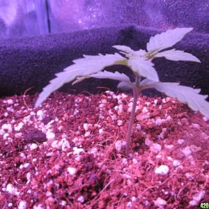 11.18.17 grow pics