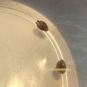 One mystery seed split