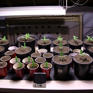 2017-18 Multi-Strain CYCO Nutrients Test Grow-11/20/17