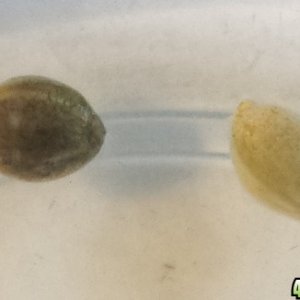 Mystery seeds