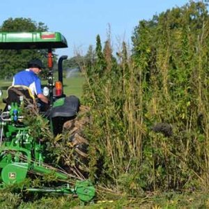 Hemp harvest - Dylan Lovan