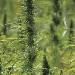 Hemp in Indiana - Erica Quinlan