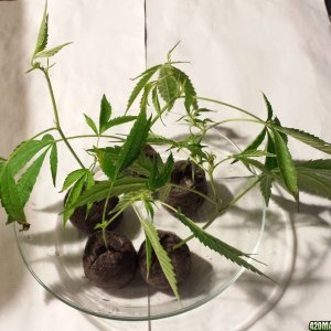 5 new AK-47 clones