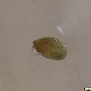 New mystery seed