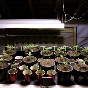 2017-18 Multi-Strain CYCO Nutrients Test Grow-Day-11/23/17