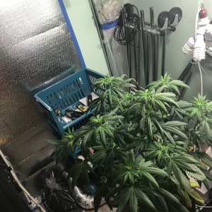 Selfies and light pruning one week into flower