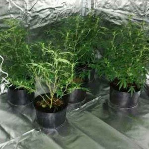 Indoor Grow2 - Merseyside Police