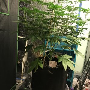 Selfies and lower pruning 8 days into Flower
