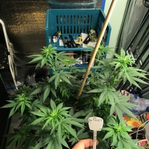 Selfies and lower pruning 8 days into Flower