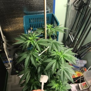 Selfies and lower pruning 8 days into Flower