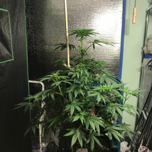 Selfies and lower pruning 8 days into Flower