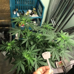 Selfies and lower pruning 8 days into Flower