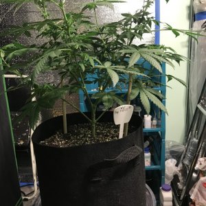 Selfies and lower pruning 8 days into Flower