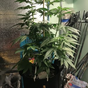 Selfies and lower pruning 8 days into Flower