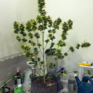 White Widow Auto grow at 10 weeks