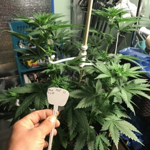 Selfie and pruning 8 days into flower