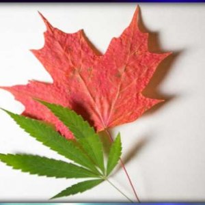 Maple and Cannabis Leaves2 - Shutterstock