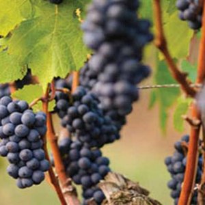 Pinot Wine Grapes - KGW