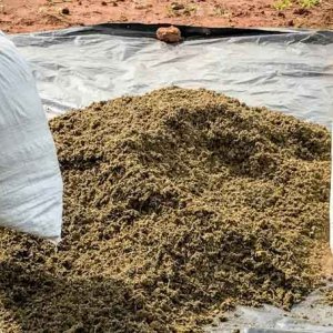 Dried Marijuana in Paraguay - Matias Maxx