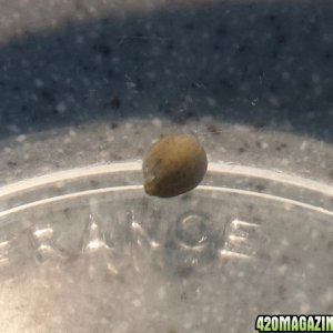 Mystery seed in bowl day 3