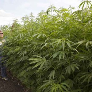 Hemp Grower2 - Ann Arbor Miller