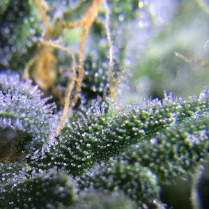 Blue Diesel Auto Trichomes