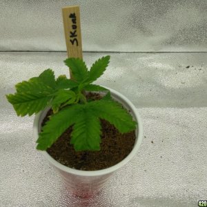 Ceres Skunk Clone