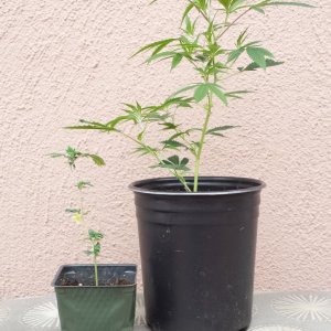 New clones, one AK-47 already transplanted, one Gold Leaf still rooting