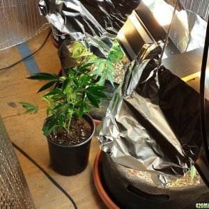 AK-47 clone already transplanted, in the shed