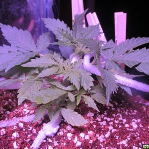 LST - Week 4