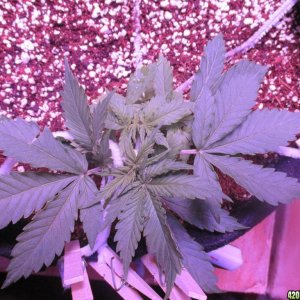 LST - Week 4