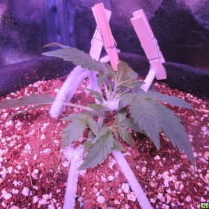 LST - Week 4