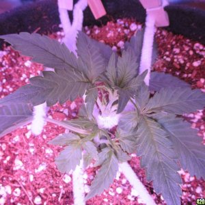 LST - Week 4