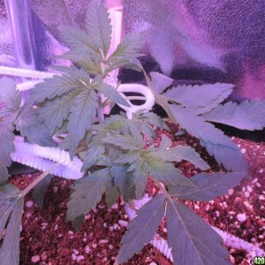 LST - Week 4