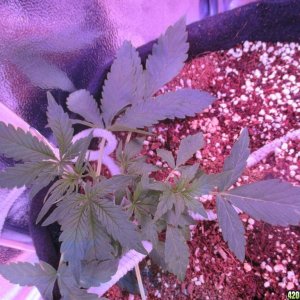 LST - Week 4